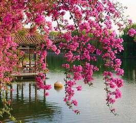 Фотопанно Divino Цветущие ветви в саду Китая (B-077)